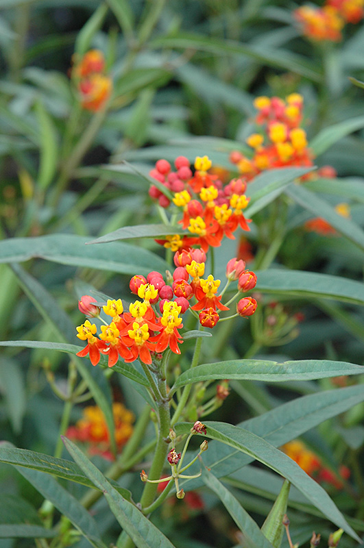 Red Butterfly Milkweed (Asclepias curassavica 'Red Butterfly') at Oakland Nurseries Inc