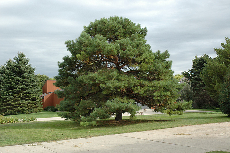 Scotch Pine (Pinus sylvestris) at Oakland Nurseries Inc