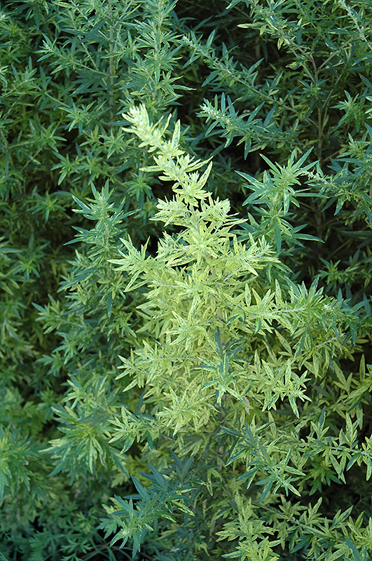 Oriental Limelight Artemesia (Artemisia vulgaris 'Oriental Limelight') at Oakland Nurseries Inc