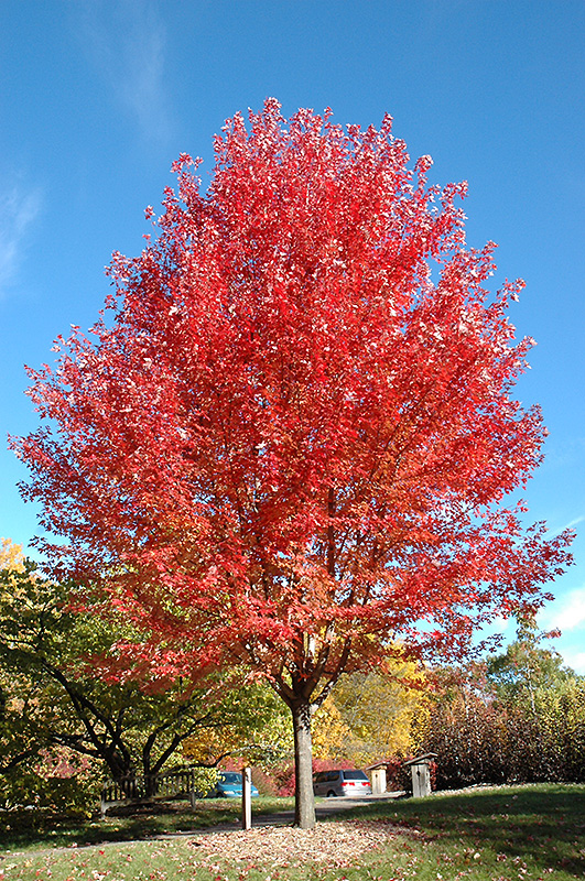 Autumn Blaze Maple (Acer x freemanii 'Jeffersred') at Oakland Nurseries Inc