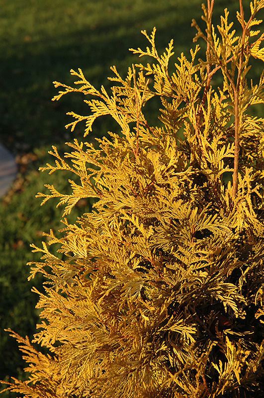 Yellow Ribbon Arborvitae (Thuja occidentalis 'Yellow Ribbon') at Oakland Nurseries Inc