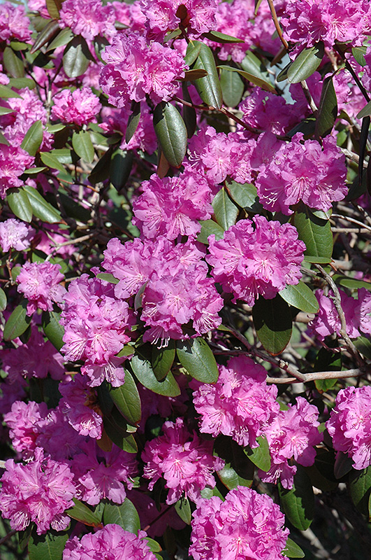 P.J.M. Rhododendron (Rhododendron 'P.J.M.') at Oakland Nurseries Inc