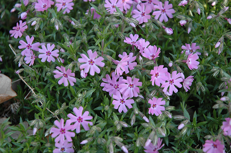 Emerald Pink Moss Phlox (Phlox subulata 'Emerald Pink') in Columbus