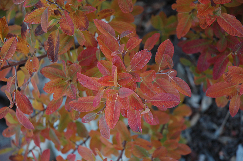 Rainbow Pillar Serviceberry (Amelanchier canadensis 'Glennform') at Oakland Nurseries Inc
