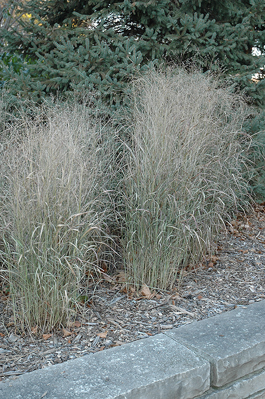 Shenandoah Reed Switch Grass (Panicum virgatum 'Shenandoah') at Oakland Nurseries Inc