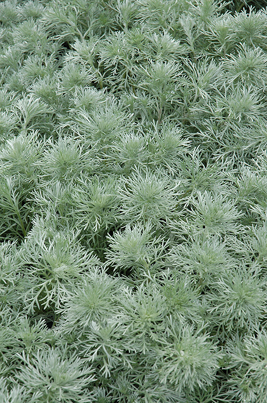 Silver Mound Artemesia (Artemisia schmidtiana 'Silver Mound') at Oakland Nurseries Inc