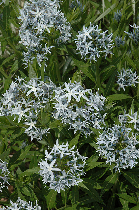 Blue Star Flower (Amsonia tabernaemontana) at Oakland Nurseries Inc