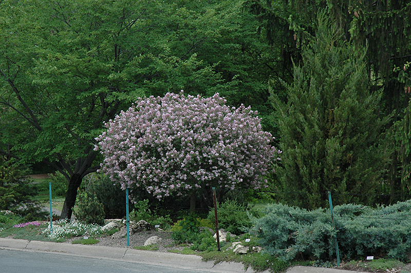 Dwarf Korean Lilac (tree form) (Syringa meyeri 'Palibin (tree form)') at Oakland Nurseries Inc