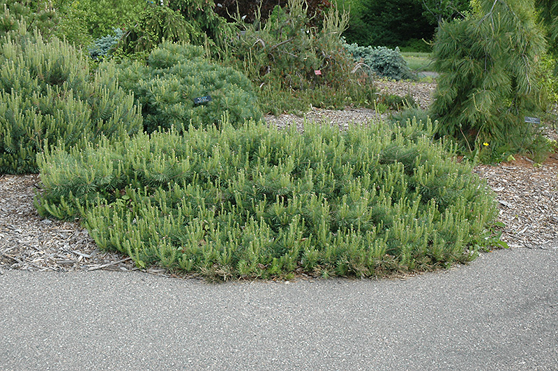 Hillside Creeper Scotch Pine (Pinus sylvestris 'Hillside Creeper') at Oakland Nurseries Inc