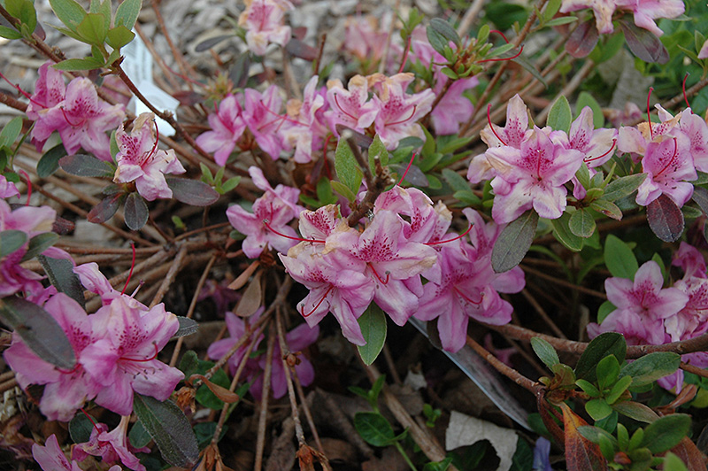 Compact Korean Azalea (Rhododendron yedoense 'Poukhanense Compacta') at Oakland Nurseries Inc