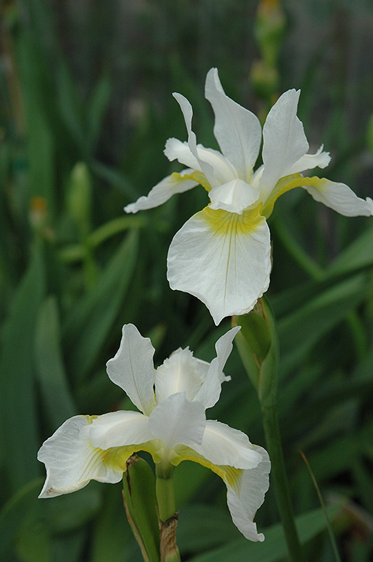 Snow Queen Siberian Iris (Iris sibirica 'Snow Queen') at Oakland Nurseries Inc