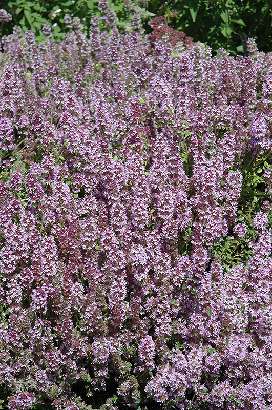 Mother-of-Thyme (Thymus praecox) at Oakland Nurseries Inc