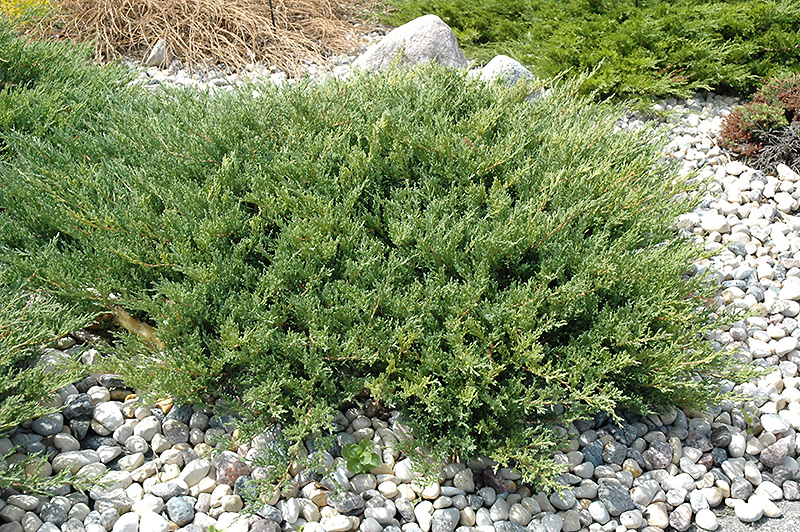 Andorra Juniper (Juniperus horizontalis 'Plumosa Compacta') at Oakland Nurseries Inc