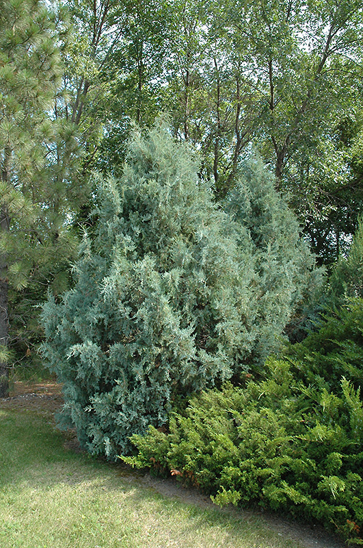 Wichita Blue Juniper (Juniperus scopulorum 'Wichita Blue') at Oakland Nurseries Inc