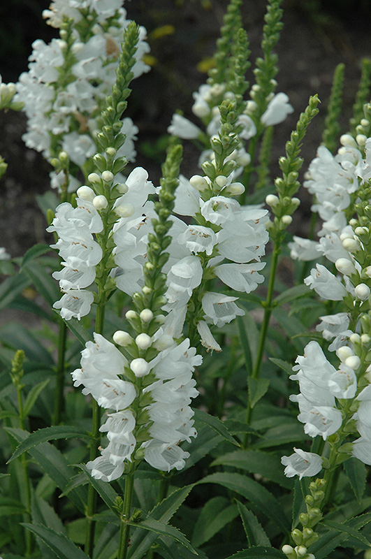 Miss Manners Obedient Plant (Physostegia virginiana 'Miss Manners') at Oakland Nurseries Inc