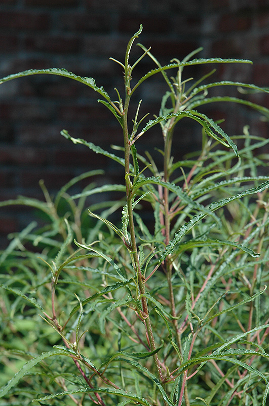 Fine Line Fern Leaf Buckthorn (Rhamnus frangula 'Ron Williams') at Oakland Nurseries Inc