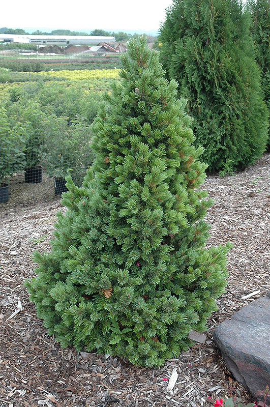 Sherwood Compact Bristlecone Pine (Pinus aristata 'Sherwood Compact') at Oakland Nurseries Inc