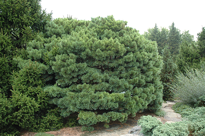 Dwarf Blue Scotch Pine (Pinus sylvestris 'Glauca Nana') at Oakland Nurseries Inc
