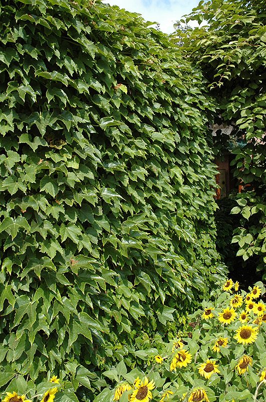Boston Ivy (Parthenocissus tricuspidata) at Oakland Nurseries Inc