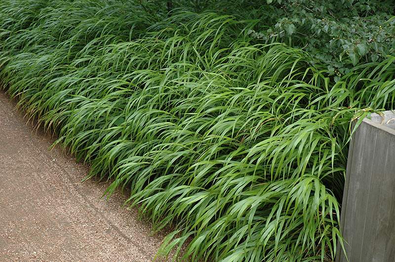 Japanese Woodland Grass (Hakonechloa macra) at Oakland Nurseries Inc