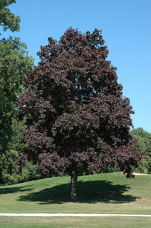 Crimson King Norway Maple (Acer platanoides 'Crimson King') in Columbus