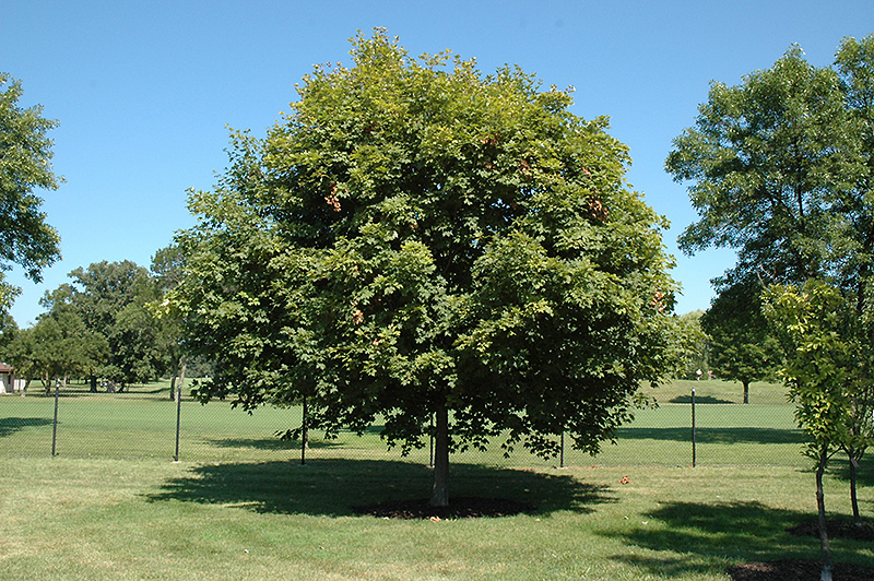 Majesty Sugar Maple (Acer saccharum 'Flax Mill Majesty') at Oakland Nurseries Inc