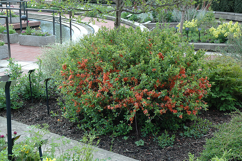 Japanese Flowering Quince (Chaenomeles japonica) at Oakland Nurseries Inc