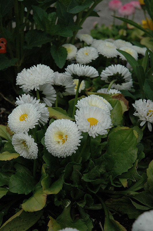 Bellisima White English Daisy (Bellis perennis 'Bellissima White') at Oakland Nurseries Inc