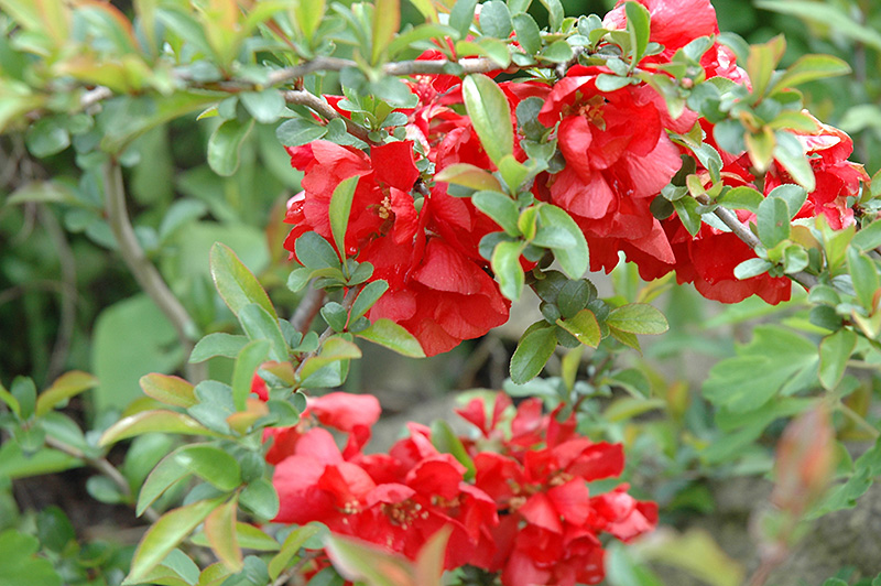 Texas Scarlet Flowering Quince (Chaenomeles speciosa 'Texas Scarlet') at Oakland Nurseries Inc