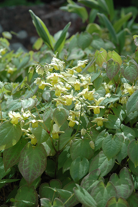 Yellow Barrenwort (Epimedium x versicolor 'Sulphureum') at Oakland Nurseries Inc