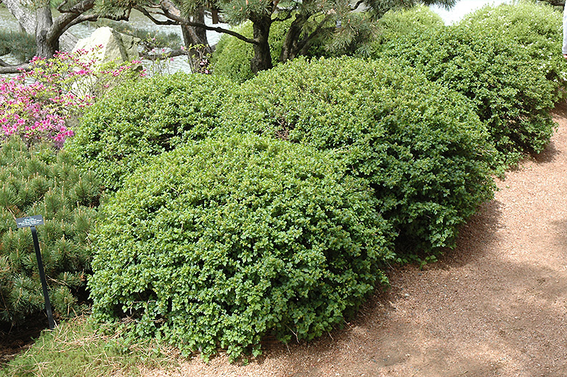 Green Mound Alpine Currant (Ribes alpinum 'Green Mound') at Oakland Nurseries Inc
