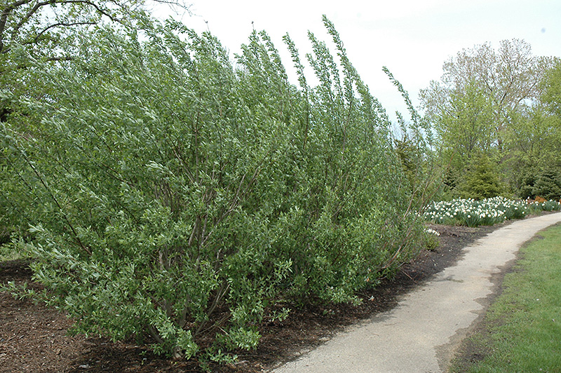French Pussy Willow (Salix caprea) at Oakland Nurseries Inc