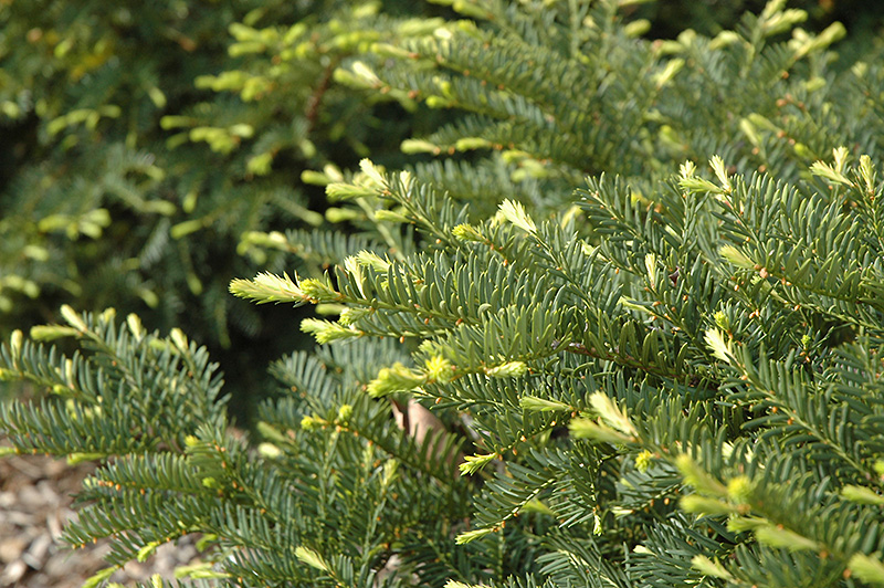 Green Wave Yew (Taxus x media 'Green Wave') at Oakland Nurseries Inc