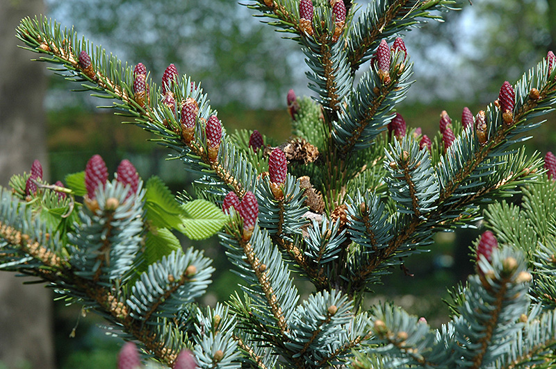 Howell's Dwarf Tigertail Spruce (Picea bicolor 'Howell's Dwarf Tigertail') at Oakland Nurseries Inc