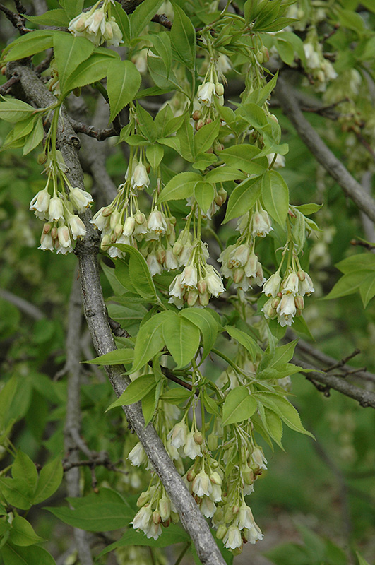 Staphylea Trifolia