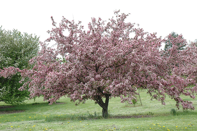 crabapple robinson tree flowering malus crab summer fall flowers spring winter plant season foliage fruits bronze leaves beauty early trees
