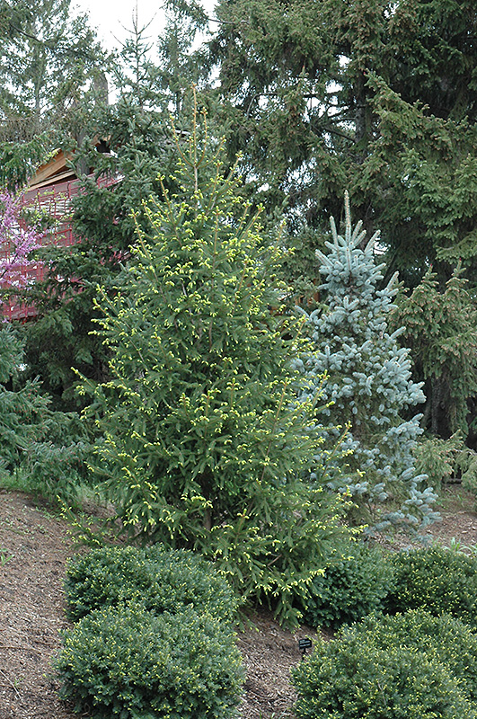 Golden Norway Spruce (Picea abies 'Aurea') at Oakland Nurseries Inc