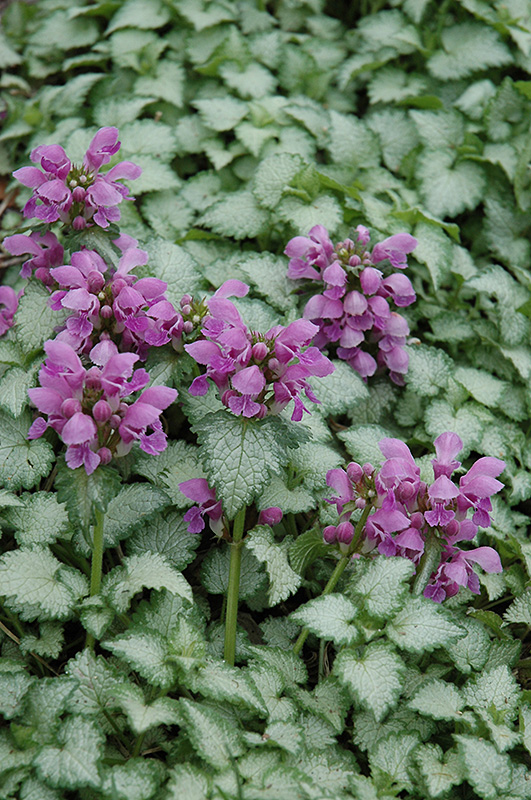 Orchid Frost Spotted Dead Nettle (Lamium maculatum 'Orchid Frost') at Oakland Nurseries Inc
