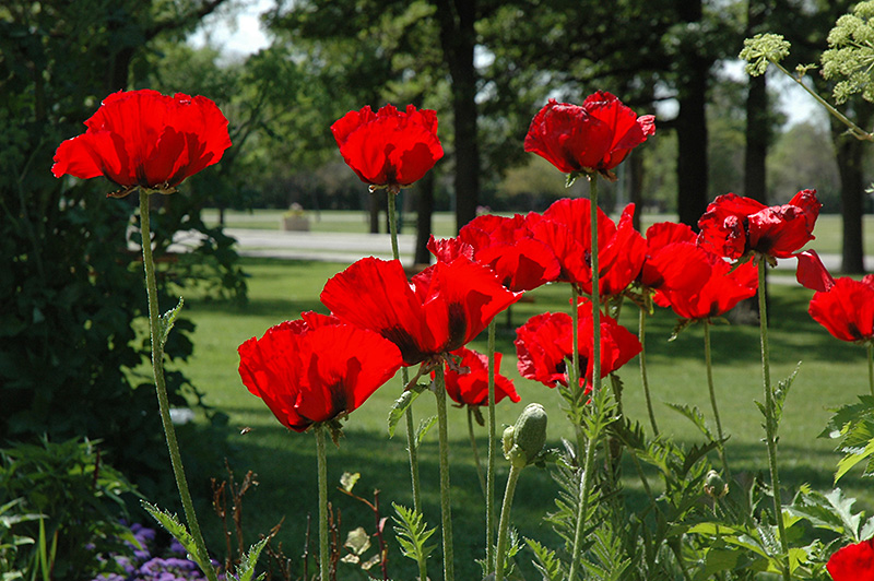 Beauty of Livermere Poppy (Papaver orientale 'Beauty of Livermere') at Oakland Nurseries Inc