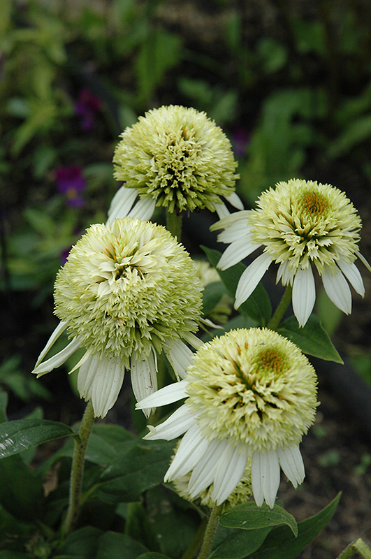 Coconut Lime Coneflower (Echinacea 'Coconut Lime') at Oakland Nurseries Inc