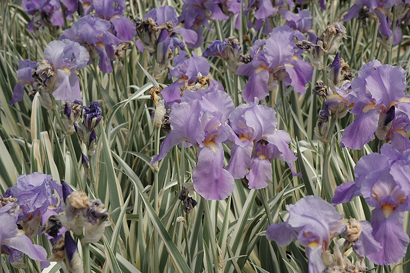 Variegated Sweet Iris (Iris pallida 'Variegata') at Oakland Nurseries Inc