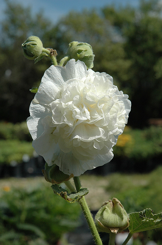 Chater's Double White Hollyhock (Alcea rosea 'Chater's Double White') at Oakland Nurseries Inc