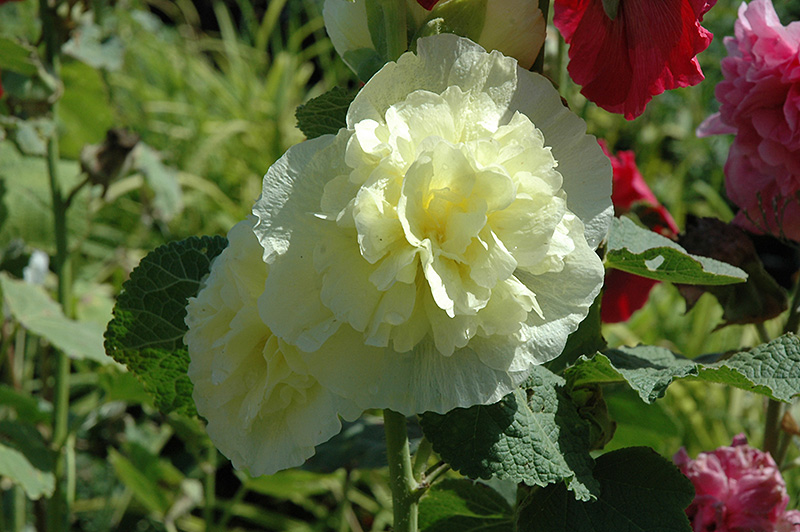 Chater's Double Yellow Hollyhock (Alcea rosea 'Chater's Double Yellow') at Oakland Nurseries Inc