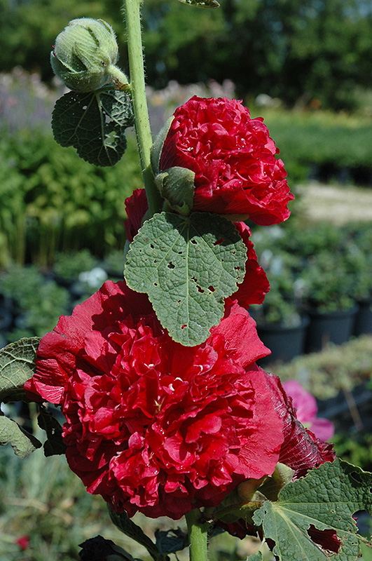 Chater's Double Red Hollyhock (Alcea rosea 'Chater's Double Red') at Oakland Nurseries Inc