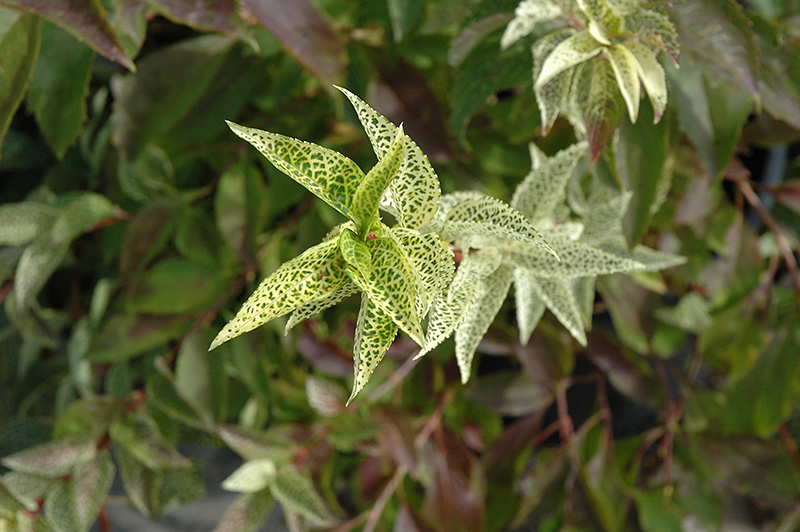 Kumson Forsythia (Forsythia viridissima 'Kumson') at Oakland Nurseries Inc