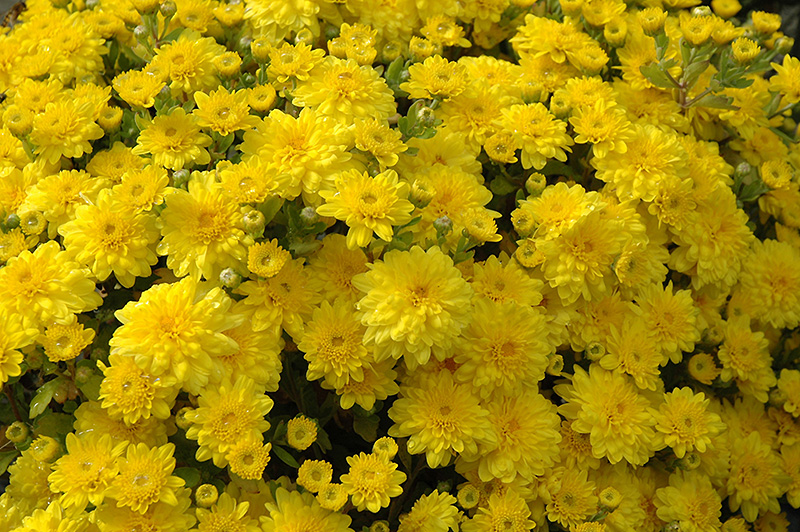Diana Chrysanthemum (Chrysanthemum 'Diana') at Oakland Nurseries Inc