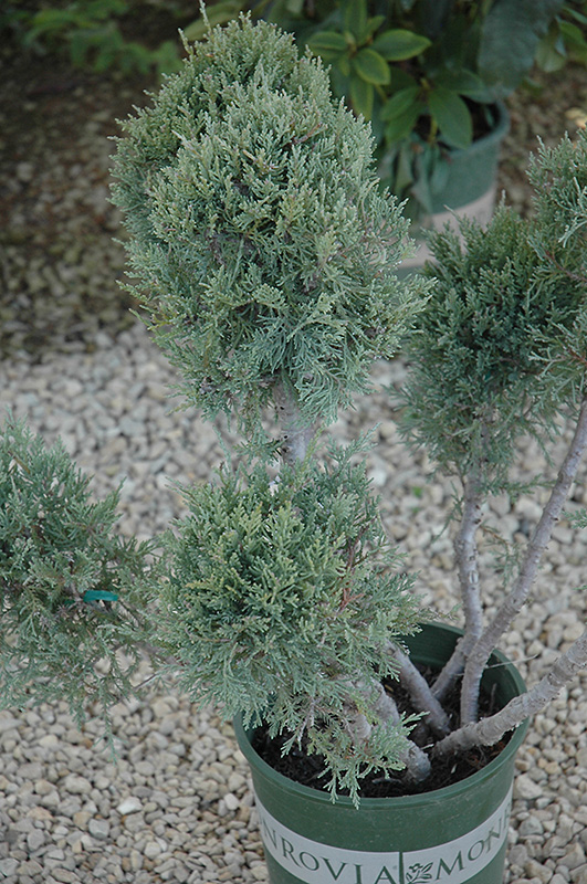Hetz Blue Juniper (pom pom) (Juniperus chinensis 'Hetz Blue (pom pom)') at Oakland Nurseries Inc