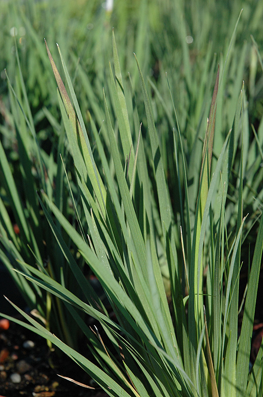 Lucerne Blue-Eyed Grass (Sisyrinchium angustifolium 'Lucerne') at Oakland Nurseries Inc