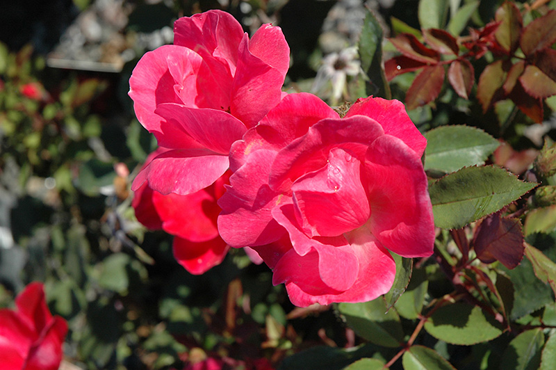 Pink Knock Out Rose (Rosa 'Radcon') at Oakland Nurseries Inc