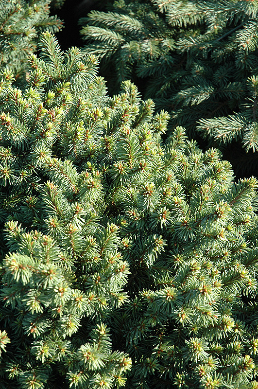 Lanham's Beehive Spruce (Picea abies 'Lanham's Beehive') at Oakland Nurseries Inc